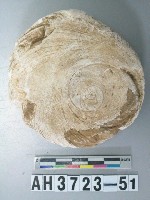 藏品(螺蓋製貝刮器)的圖片